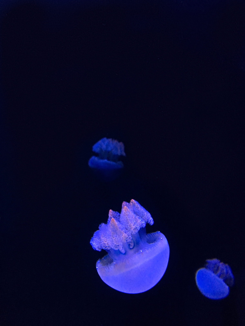 blue, 2K, swimming, purple, animal themes, floating on water, life, no people, sea, undersea, sea life, black background, marine, 2710 n shoreline blvd
