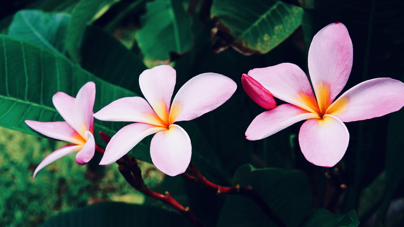 day, freshness, tropical, pink, three, focus on foreground, plant part, flower, plant, beauty in nature, leaf, corpus christi, flowering plant, nature