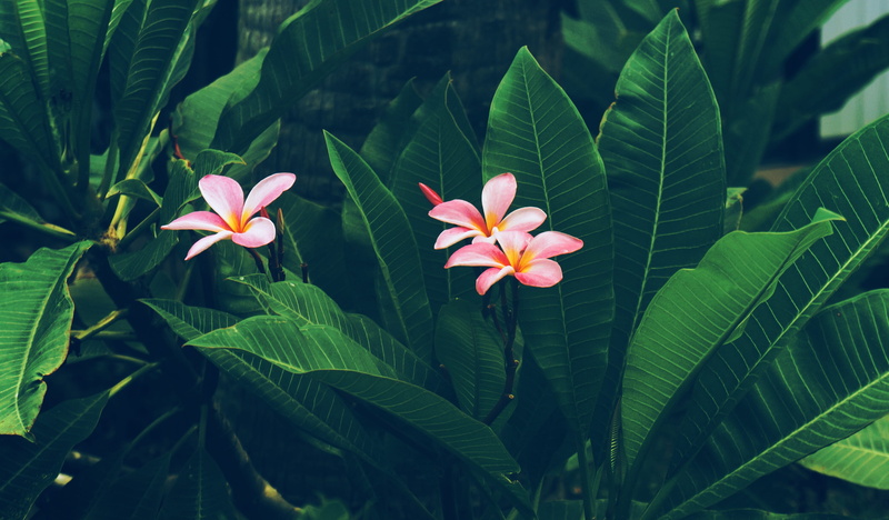 petal, nature, plant, leaf, beauty in nature, growth, tropical, vulnerability, south padre island drive, green color, flowers, outdoors, plant part, 4K