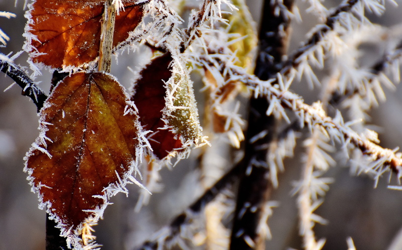 ice, leaf, plant part, food and drink, cold, hoarfrost, no people, coniferous tree, focus on foreground, ripe, 4K, cold temperature, dry, selective focus