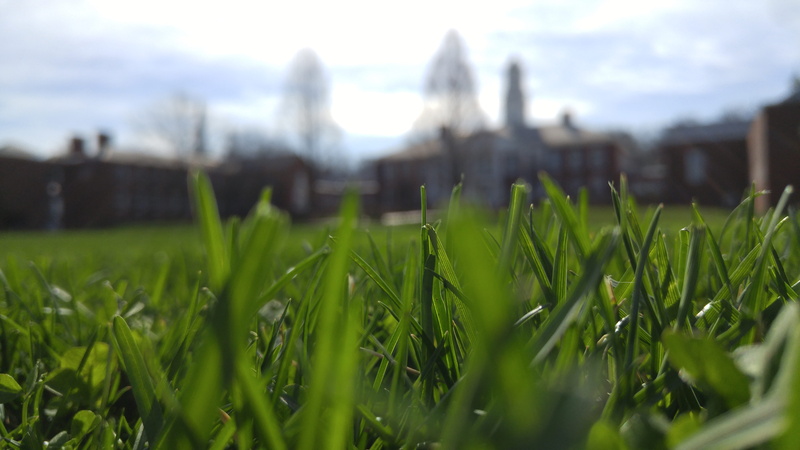 ky, beauty in nature, 5K, campus, green, landscape, day, land, environment, blade of grass, outdoors, cloud - sky, sky, afternoon, selective focus, building exterior