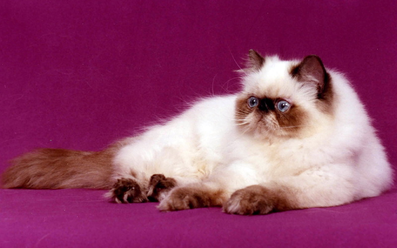 british, longhair, persian, cat, purple, persian cat, 2K, cute