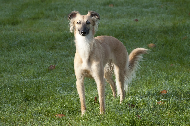 canine, portrait, domestic animals, grass, animal, saluki, animal themes, plant, pets, day, land, mammal, one animal, greyhound, adult, standing, green color