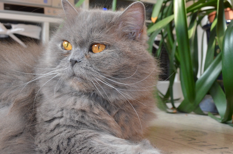 persian cat, pets, no people, british longhair cat, highlander, looking, domestic animals, 4K, gray, animal, vertebrate, animal head, beside, adidas, whisker