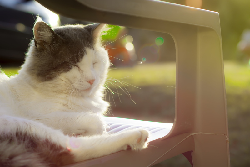 no people, domestic animals, mammal, cat, white color, sitting, day, domestic Cat, cat head, feline, animals, domestic animal, outdoors, longhair cat, close-up