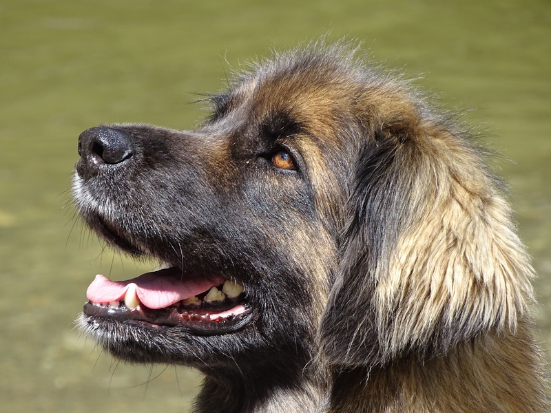 thoroughbred, 5K, shepherd, canine, looking away, domestic, grass, animal, german longhaired pointer, eyes, leonbergers, dog, side view, close, curious