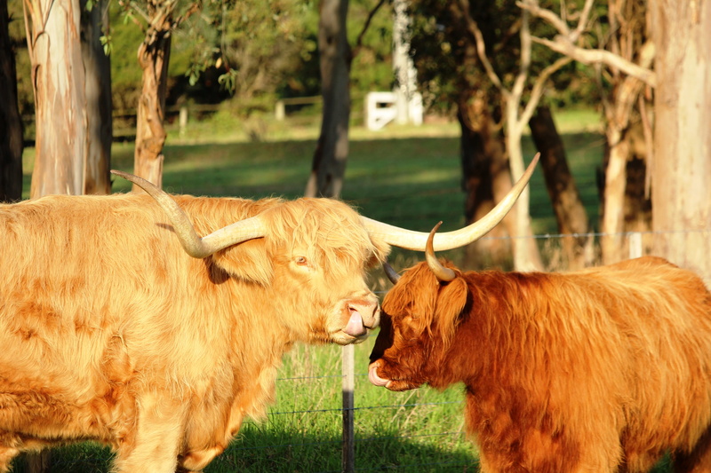 standing, animal hair, vertebrate, longhair, animal, no people, cow, animal themes, longhorn, pets, outdoors, group of animals, livestock, nature, domestic animals