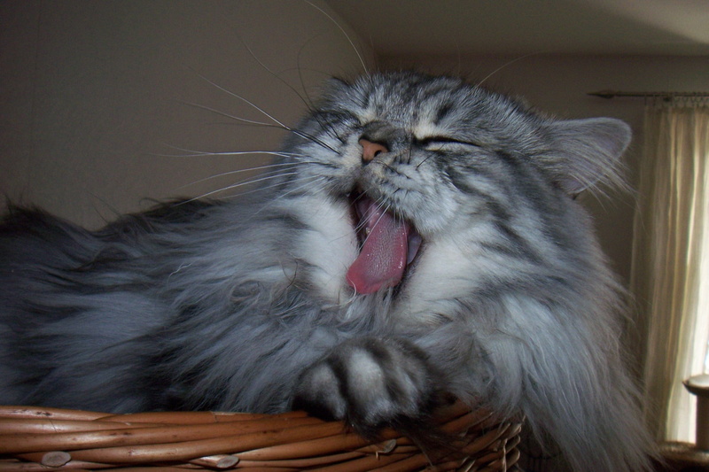 Cat, british longhair cat, yawning, photo, Animal, yawn, brown, vertebrate, animal themes, no people, Cat, animal tongue, mammal, whisker, claw, apartment cat