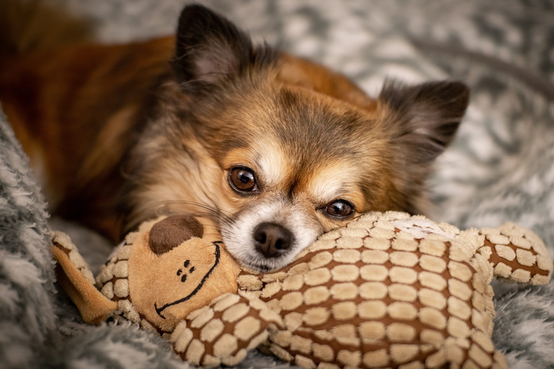 white brown, small, head, race, lap dog, chihuahua - dog, one animal, mammal, looking at camera, cute, indoors, 5K, animal themes, domestic animals, fur
