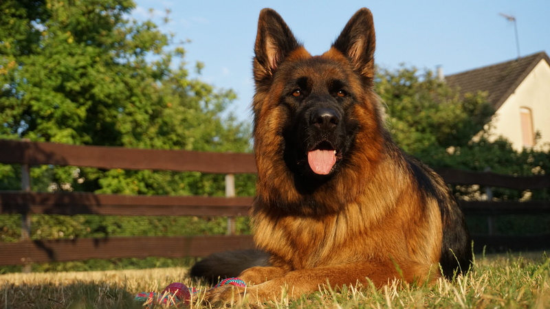 outdoors, canine, day, german shepherd, pets, one animal, land, plant, mammal, 4K, dog, domestic animals, leisure, pet, growth, german longhaired pointer
