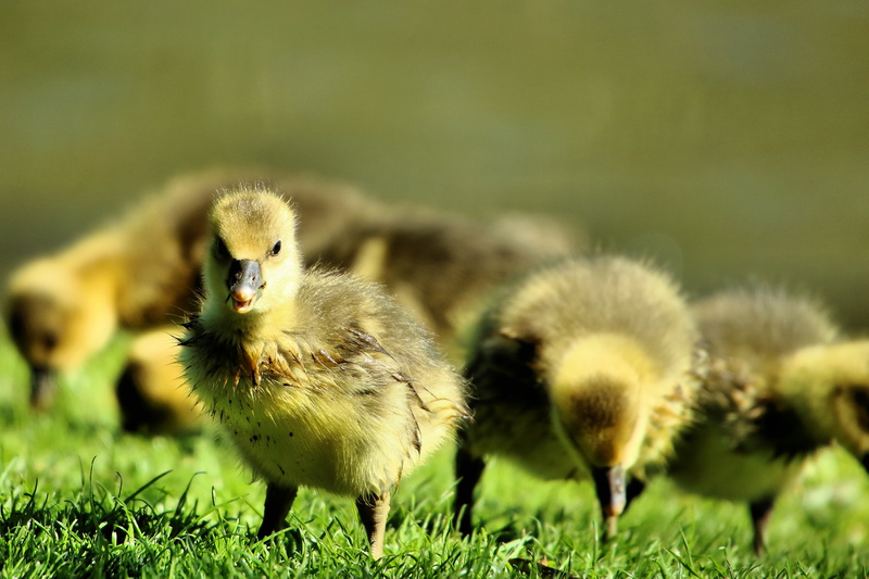 closeup photography, group, baby Chicken, Leeds Castle, photography, grass, 2K, farm, nature, Gosling, cute, bird, ducklings, animal, Kent, young Animal