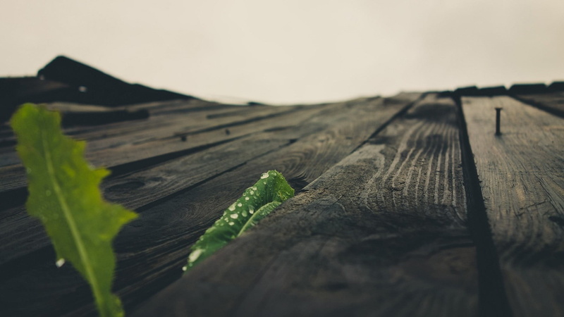 outdoors, scenics - nature, green color, plant, growth, wood, nature, tranquility, tranquil scene, macro, wood - material, 1080P, plant part, beauty in nature
