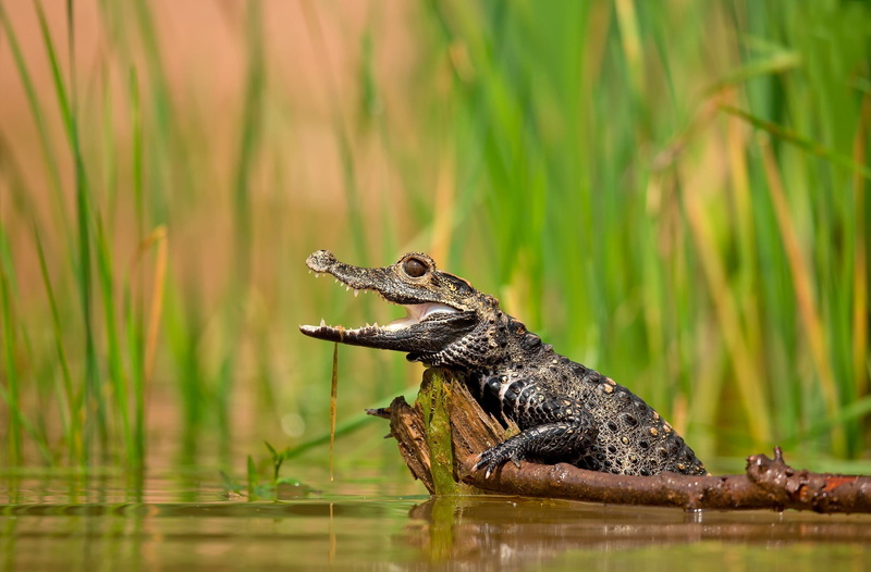 animals, crocodiles, 1080P