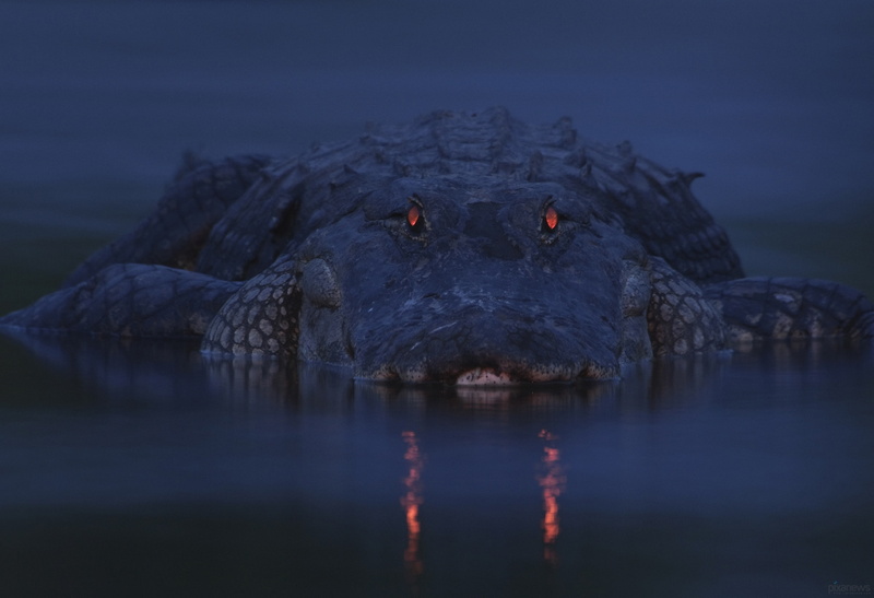 eyes, dark, crocodile, river, alligator, twilight, 1080P