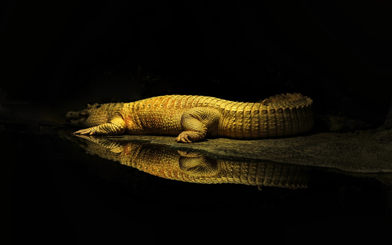 yellow, rest, crocodiles, wildlife, water, reptiles, reflection, sun rays, 1080P, animals