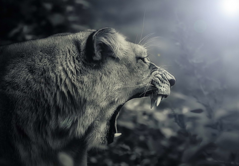 lioness, predator, 1080P, teeth, jaws, photographyt