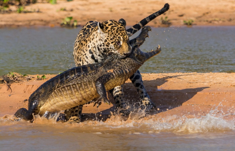 fighting, 1080P, crocodiles, animals