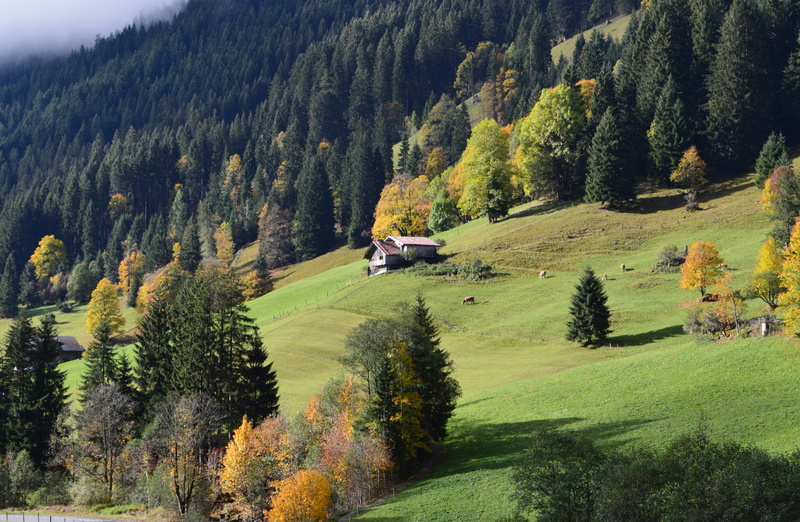 coniferous tree, growth, forest, swiss alps, environment, land, day, beauty in nature, grass, landscape, 5K, outdoors, mountain, tree, plant, bernese alps
