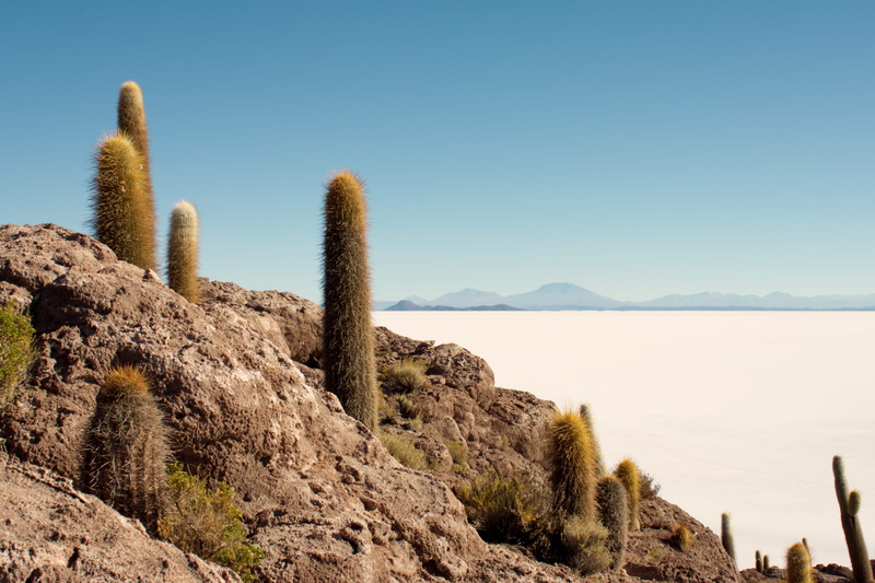 copy space, 2K, land, island, nature, outdoors, sunlight, bolivia, tranquility, arid climate, clear sky, non-urban scene, uyuni, succulent plant, scenics - nature