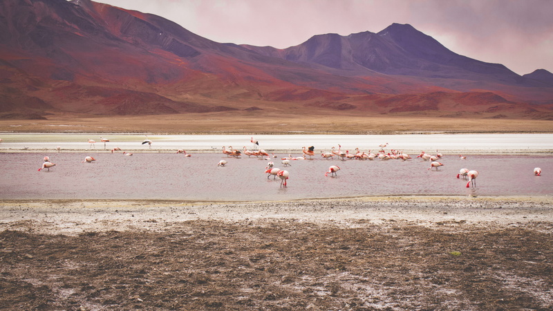 bird, outdoors, vertebrate, ground, mountain, sea life, nature, landscape, seafood, group of animals, land, beauty in nature, uyuni, desert, large group of animals