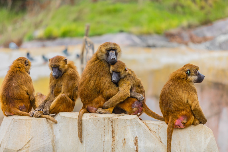 sitting, animal, young animal, wildlife, animals in the wild, nature, animal themes, outdoors, grooming, uyuni, guinea baboon, africa, baboon, paris zoo