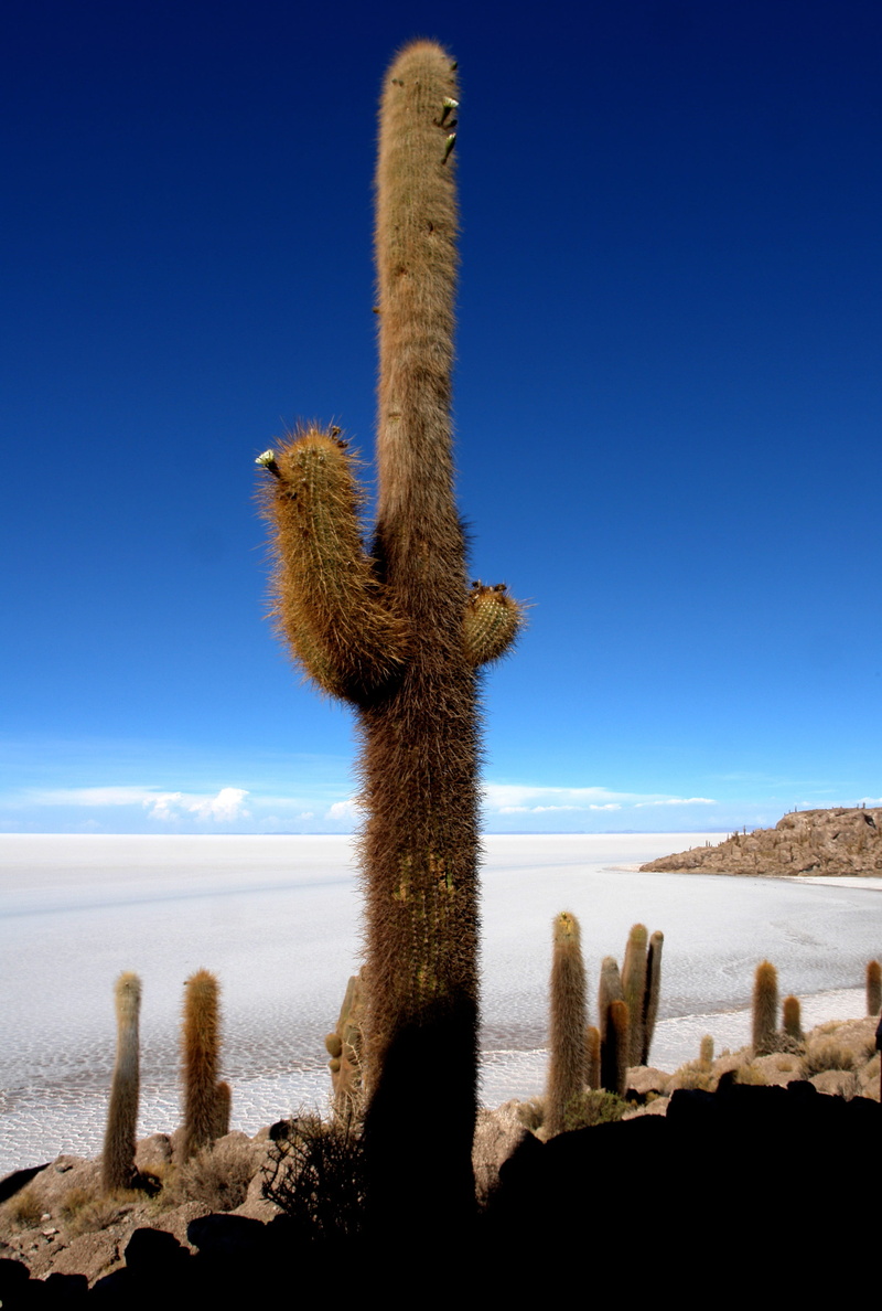 cactus, sea, environment, one animal, animal, animal wildlife, no people, arid climate, sky, animal themes, succulent plant, climate, blue, sunlight, holiday