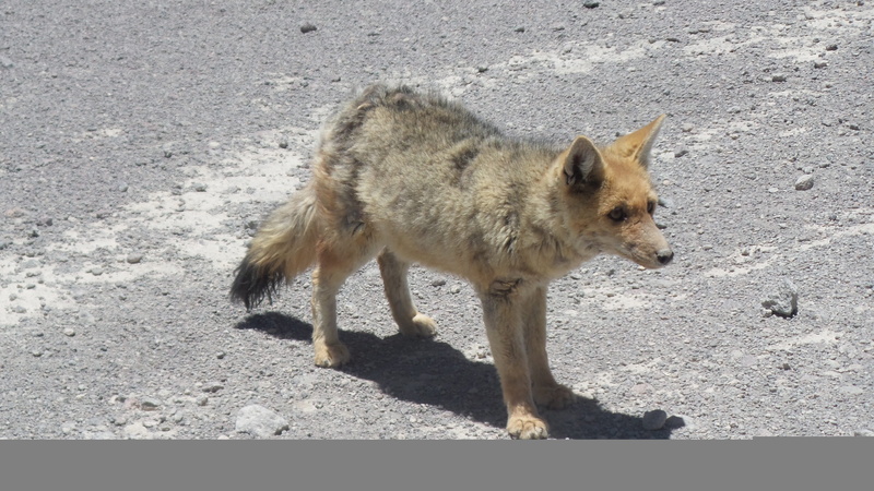 domestic animals, one animal, dog, domestic, day, canine, shadow, pets, 4K, high angle view, bolivia, animal, sunlight, animals in the wild, uyuni, standing