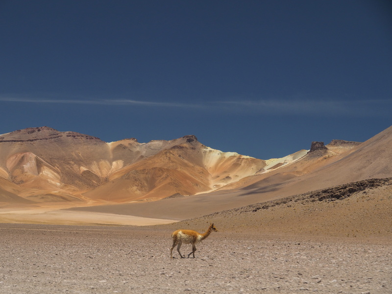 outdoors, sand, between tupiza and uyuni in high country, landscape, camel, animals in the wild, sand dune, herbivorous, scenics - nature, domestic animals