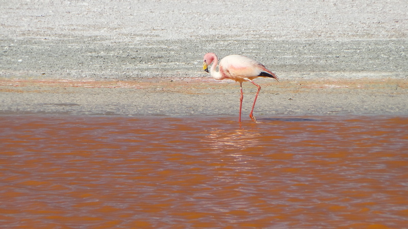 water, 4K, day, profile view, no people, side view, vertebrate, flamingo, uyuni, animals in the wild, animal themes, nature, waterfront, animal wildlife