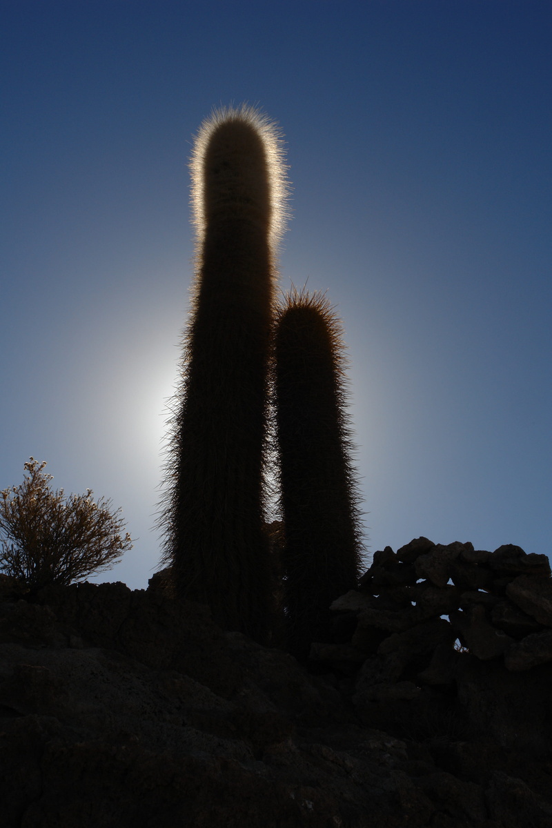 no people, salar uyuni, tranquility, land, sunlight, solid, arid climate, afternoon, height, 4K, plant, outdoors, beauty in nature, Cactus, flora, Fish Island