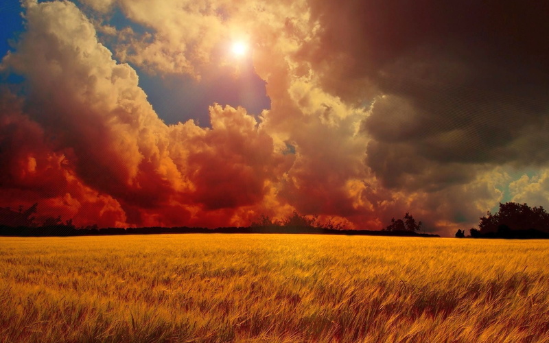 nature, beauty in nature, wheat, land, sunlight, field, crop, outdoors, sunset, scenics - nature, cloud - sky, no people, plant, 1080P, environment, landscape