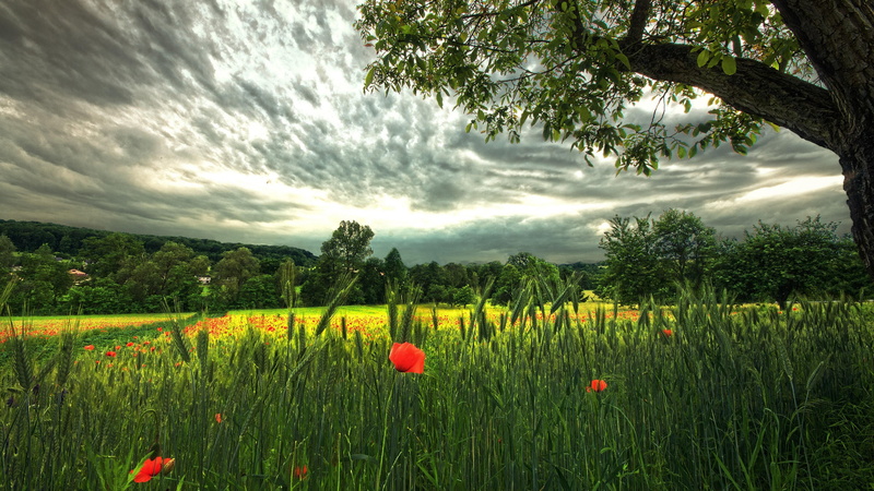 poppies, poppy, sky, wheat, field, clouds, 4K, wheat field, tree