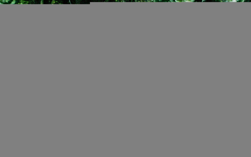 hd, insects, bolivia, butterflies, p, 1080P, trees, moss, 1080p, nature