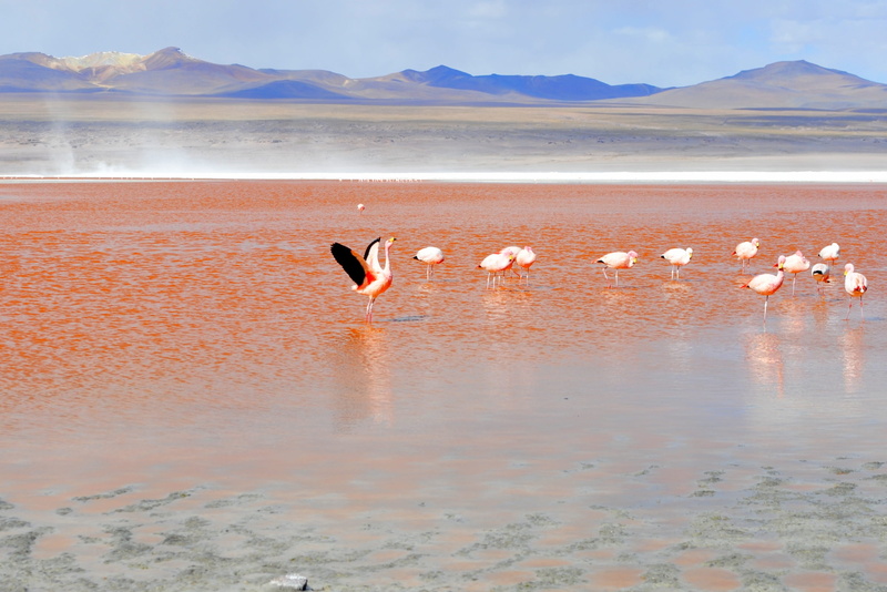 andes, vertebrate, animal themes, group of animals, bolivia, nature, lake, beach, flamingo, beauty in nature, reflection, cranes, shallow, animals in the wild