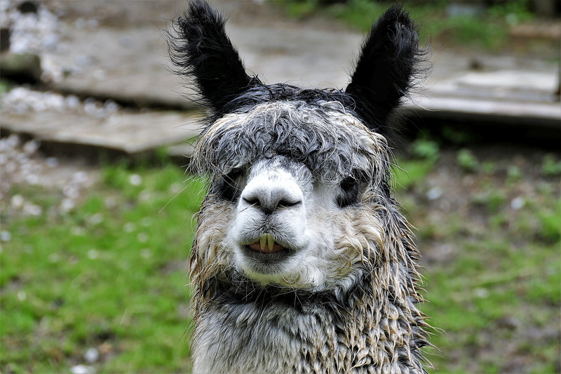 gray, animal, herbivorous, head, pets, focus on foreground, nature, animal body part, black, vertebrate, animal themes, mammal, domestic, animal wildlife