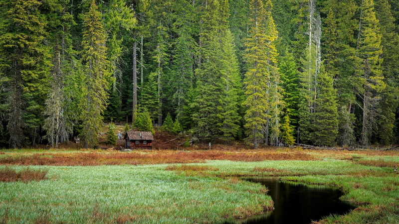 forest, cabin, environment, tranquil scene, landscape, outdoors, tranquility, no people, day, tree, scenics - nature, plant, land, grass, water, non-urban scene