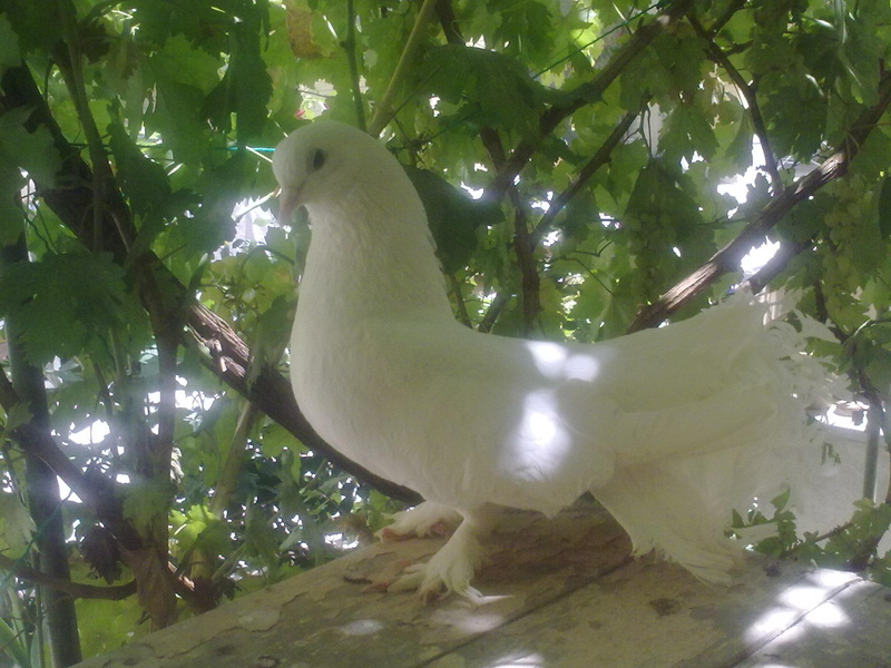 animals, nice, nice dove, animal, beautiful, white, 1080P, birds, dove, white dove