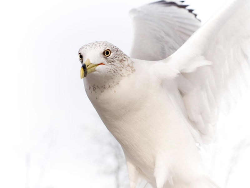 animals and birds, pure, 1080P, bird, white, dove