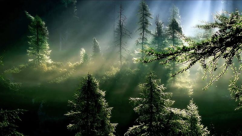 green color, coniferous tree, growth, no people, beauty in nature, pine woodland, streaming, forest, tranquil scene, tranquility, sunlight, sunbeam, sky