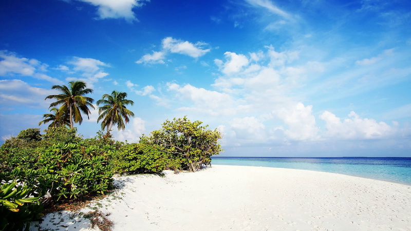 idyllic, tree, bay, no people, palm trees, beauty in nature, blue, lagoon, tranquility, water, cloud - sky, nature, scenics - nature, tropical tree, painting