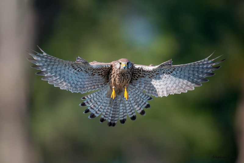 1080P, Kestrel, flying, flapping, wings, Bird