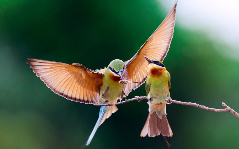 flying, nature, two, couple, beak, backgrounds, flapping, hummingbird, colors, blue, day, animal body part, brown, close-up, feather, 2K, animal themes