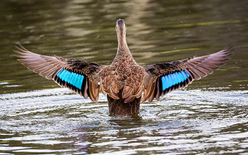 birds, wings, flapping, 1080P, duck, bird