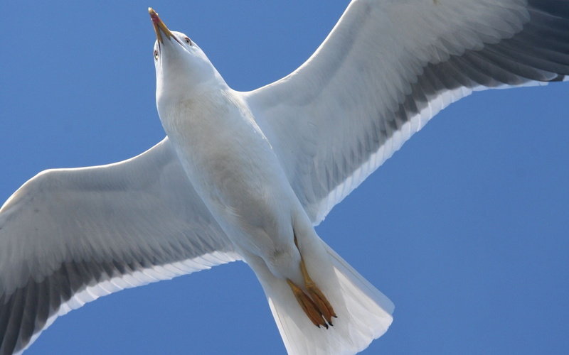 one Animal, close-up, animal Wing, no People, nature, white, animal wildlife, bird, flying, feather, 2K, white color, gull, outdoors, beak, wildlife, animal