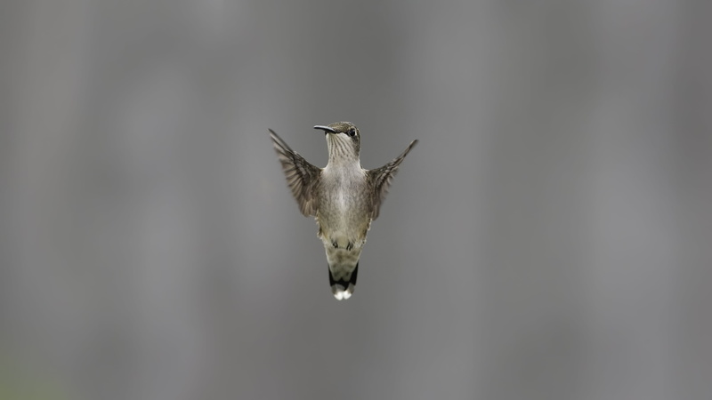 gray, animal themes, animal, blurring, feather, wing, close-up, motion, copy space, flapping, outdoors, bird, day, flying, animals In The Wild, focus on foreground