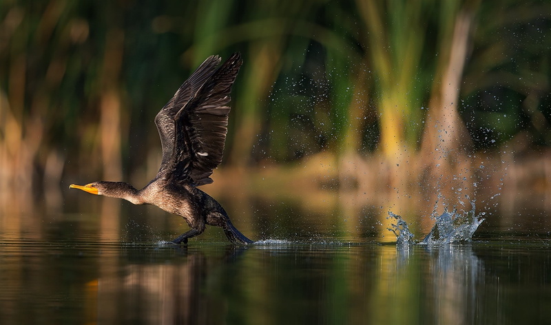 takeoff, wings, flapping wings, brown, black, Bird, flapping, 1080P, spray, Splash