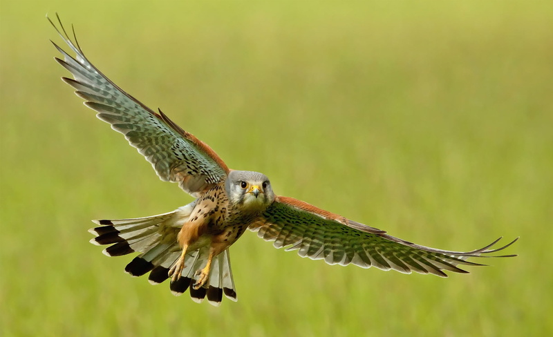 flight, 1080P, gray, animals In The Wild, hawk - Bird, motion, bird, flying, full length, flap, outdoors, beak, wings, bird of Prey, carnivore, animal Wing