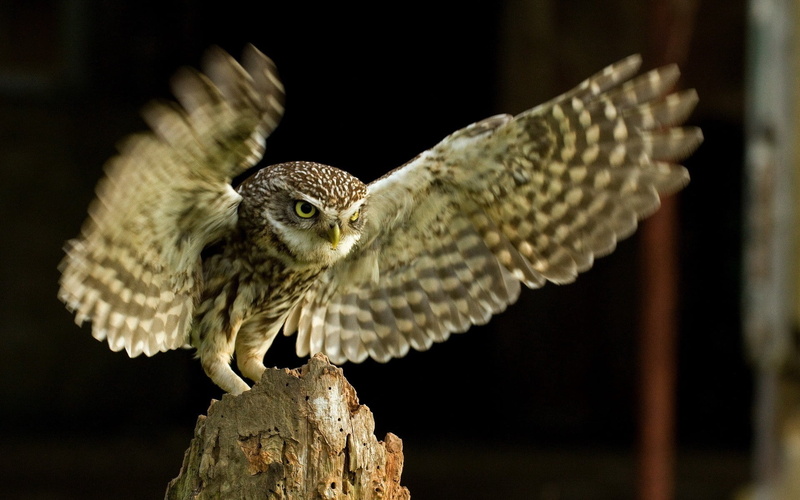 close-up, animal, owl, bird of Prey, flying, spread wings, animal Eye, beak, wildlife, carnivore, animal themes, animal Wing, eagle Owl, black Color, wood - material