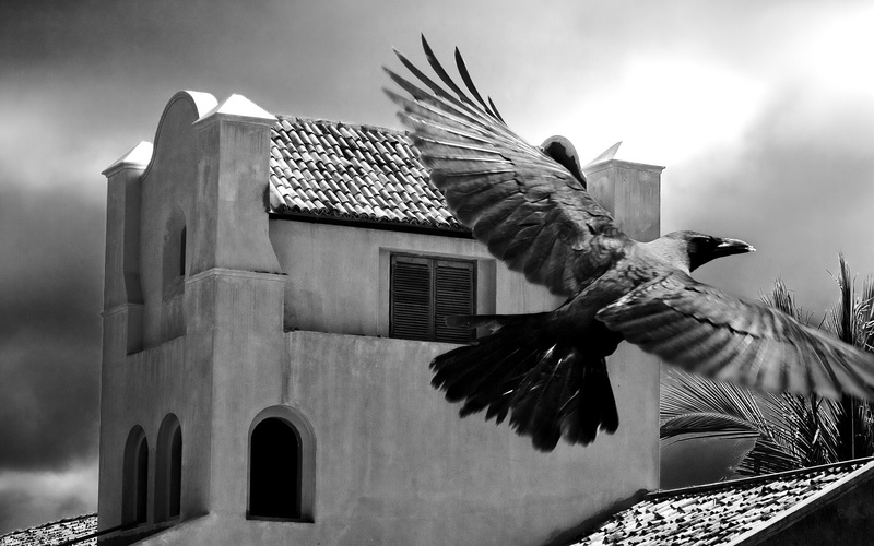 vertebrate, building exterior, built structure, christianity, religion, day, building, animal Wing, pigeon, outdoors, spread wings, crows, black And White