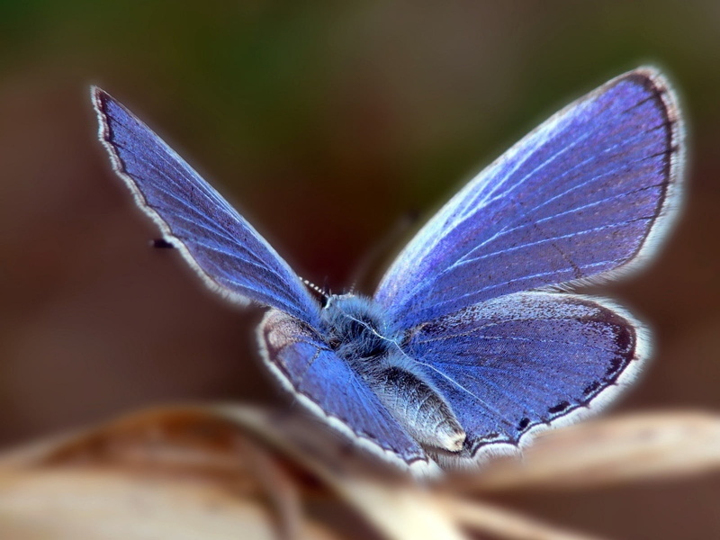 animal, animal wildlife, purple, beauty In Nature, color Image, brown, flying, fragility, blue, nature, patterns, animal Wing, close-up, animal body part